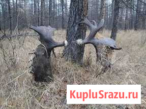 Рога Архангельск - изображение 1