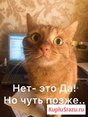 Продажи Нижний Новгород - изображение 1