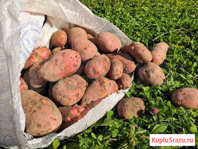 Картошка личного подсобного участка Сыктывкар - изображение 1