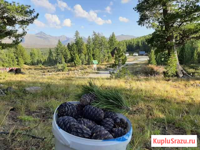 Орех кедровый Барнаул - изображение 1