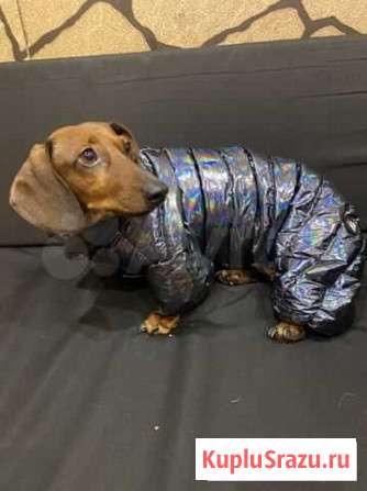 Комбенезон на собаку dettagli (ilovemydog) Москва - изображение 1