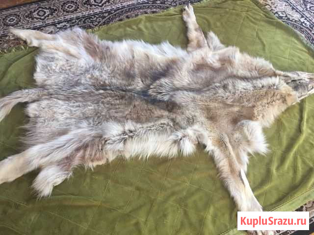Волчья шкура Бураево - изображение 1