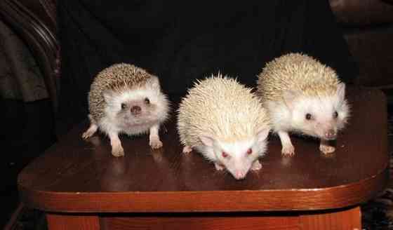 Ёжик африканский карликовый Москва