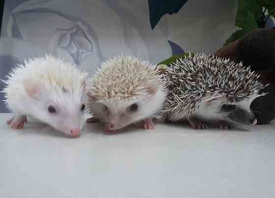 Ёжик африканский карликовый Москва