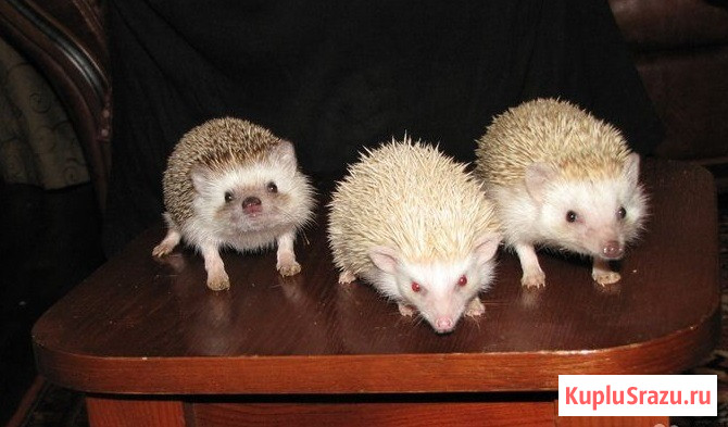 Ёжик африканский карликовый Москва - изображение 1