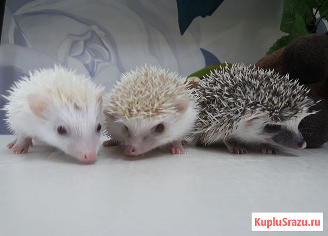 Ёжик африканский карликовый Москва - изображение 2