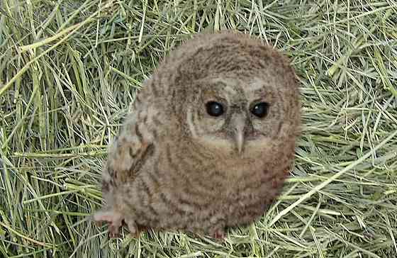 Сова неясыть серая Москва