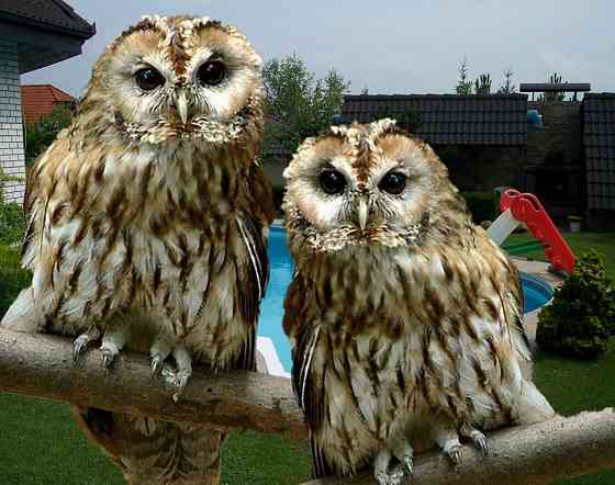 Сова неясыть серая Москва