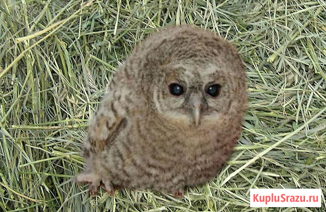 Сова неясыть серая Москва - изображение 2