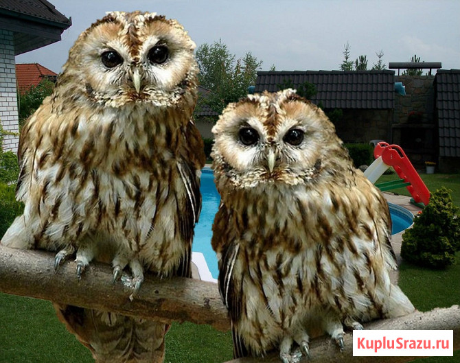 Сова неясыть серая Москва - изображение 1