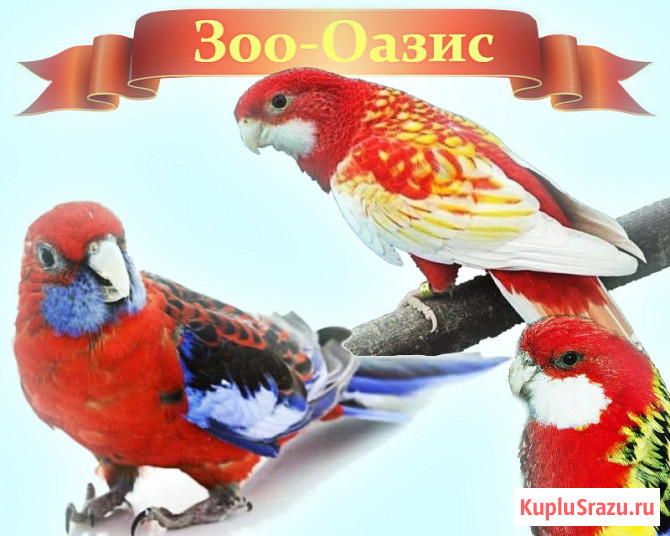 Попугаи розелла Москва - изображение 1