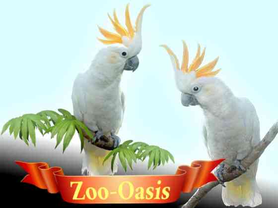 Какаду желтохохлый от заводчика Москва