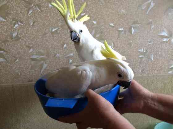 Какаду желтохохлый от заводчика Москва