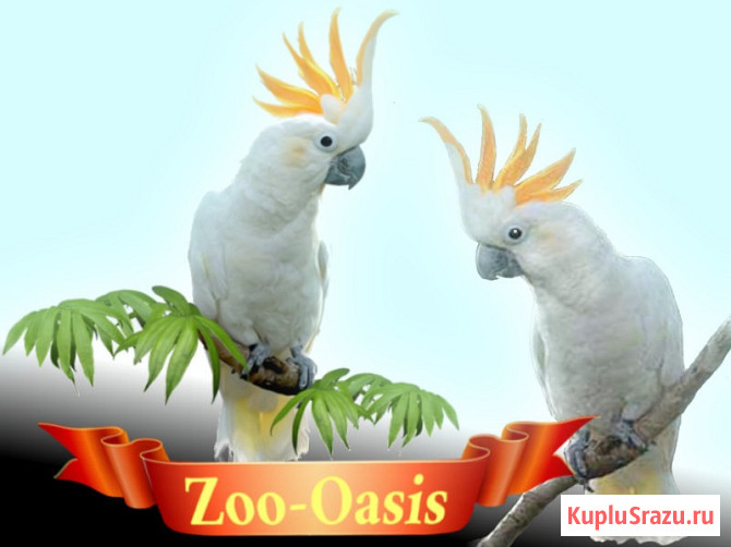 Какаду желтохохлый от заводчика Москва - изображение 1