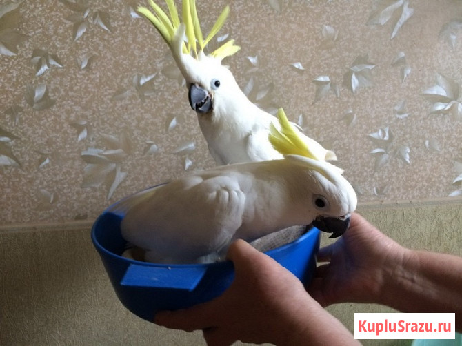 Какаду желтохохлый от заводчика Москва - изображение 2