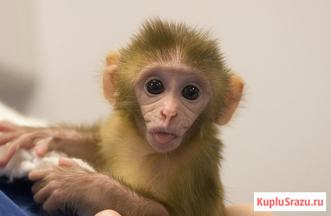 Макака резус или бенгальский макак Москва - изображение 1