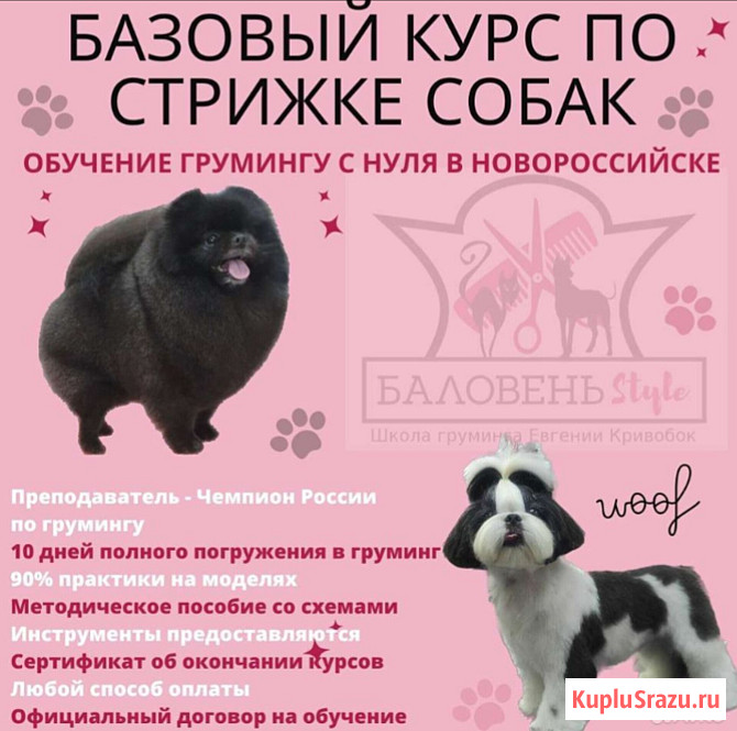Обучение по стрижке собак и кошек в Новороссийске Новороссийск - изображение 1