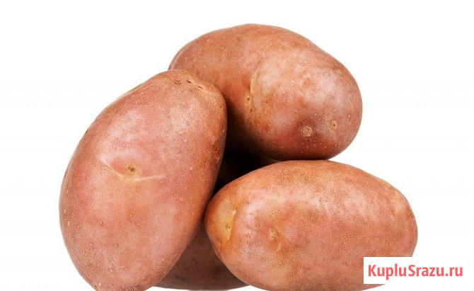 Семенной картофель из Беларуси. Картофель Вектор Липецк - изображение 1
