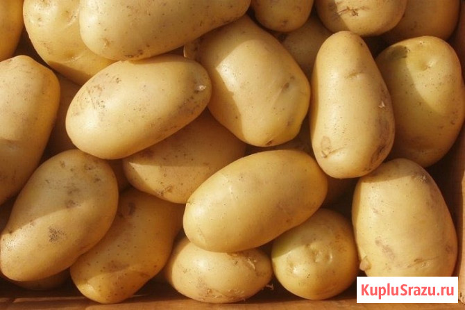 Семенной картофель из Беларуси. Картофель Лилея Киров - изображение 1