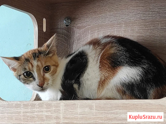 Котята ищут дом Москва - изображение 1