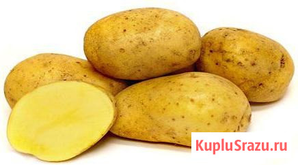 Семенной картофель из Беларуси. Картофель Бриз Томск - изображение 1
