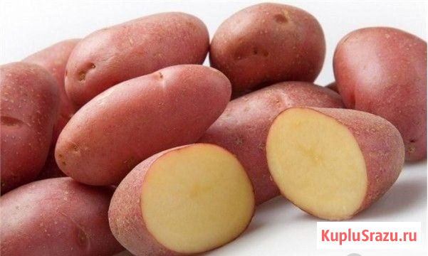 Семенной картофель из Беларуси. Картофель Манифест Томск - изображение 1
