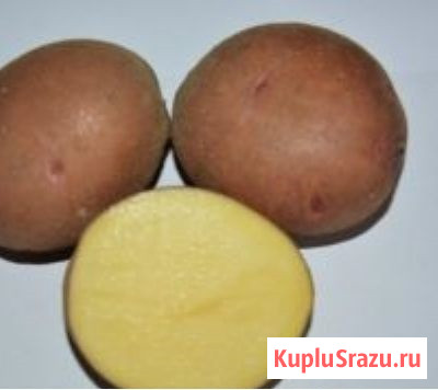 Семенной картофель из Беларуси. Картофель Першацвет Томск - изображение 1