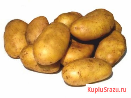 Семенной картофель из Беларуси. Картофель Уладар Томск - изображение 1