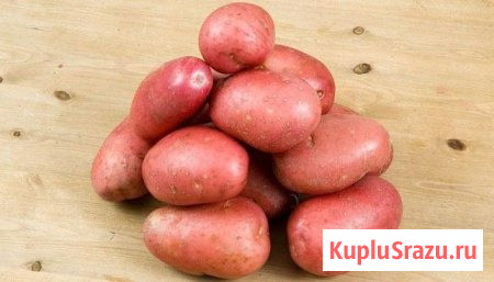 Семенной картофель из Беларуси. Картофель Журавинка Киров - изображение 1