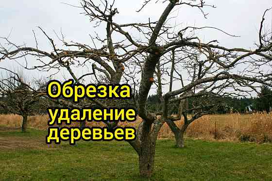 Спил опасных деревьев обрезка плодовых расчистка участка Козельск