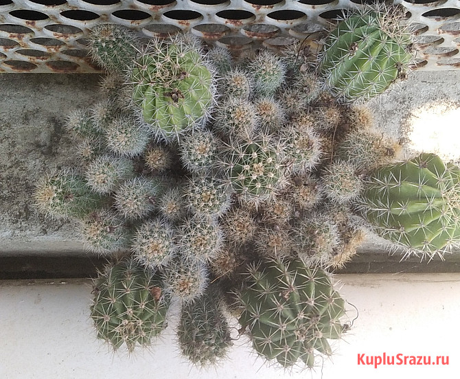 Продаю кактусы Краснодар - изображение 3