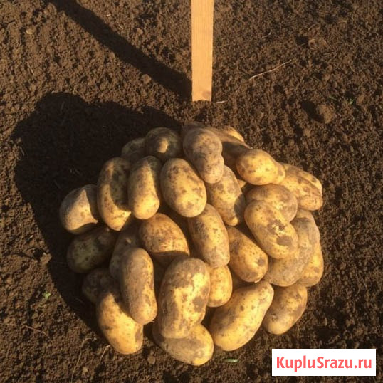 Оптовое снабжение овощами с фермы в Алтайском крае Барнаул - изображение 1
