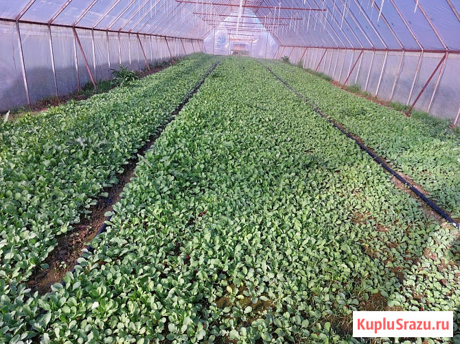 Тепличный комплекс 30 Га Краснодар - изображение 1