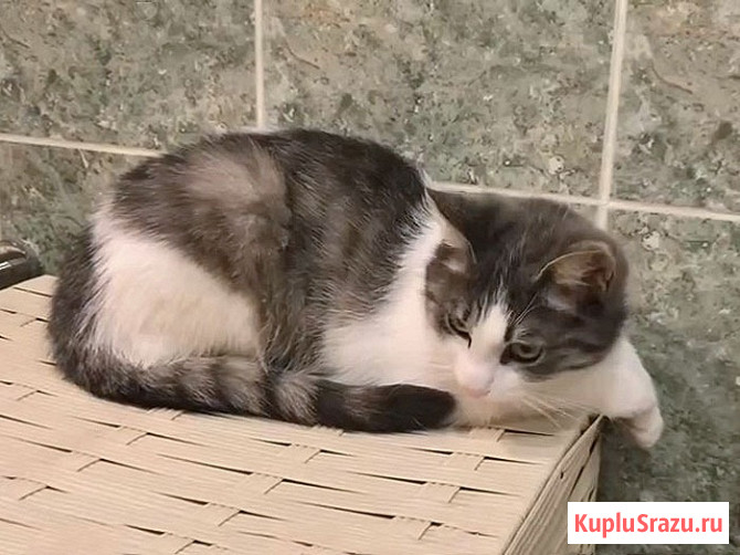 Алиса, кошечка из Вашего детства в добрые руки Москва - изображение 3