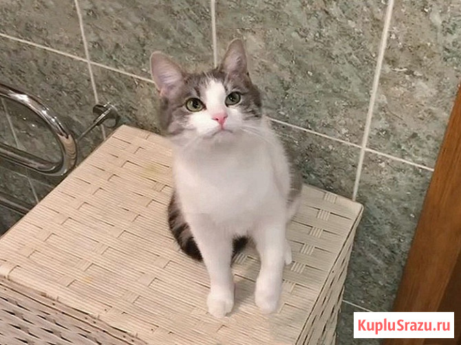 Алиса, кошечка из Вашего детства в добрые руки Москва - изображение 2