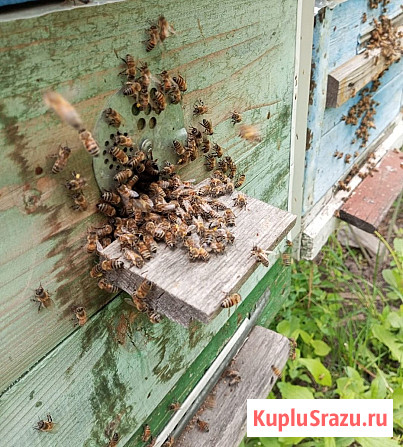 Пчёлы - соберу пчелопакеты Курск - изображение 1