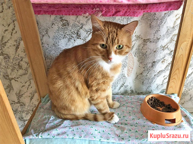 Ласковые домашние котики Кузя и Маркиз в добрые руки Москва - изображение 2