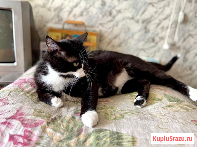 Ласковые домашние котики Кузя и Маркиз в добрые руки Москва - изображение 3