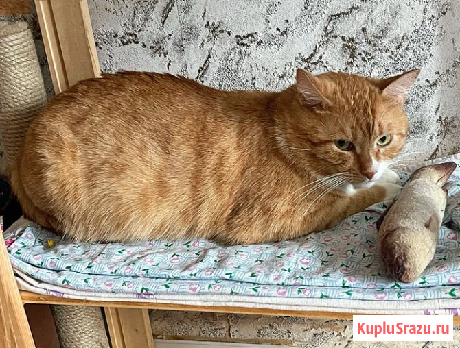 Ласковые домашние котики Кузя и Маркиз в добрые руки Москва - изображение 4