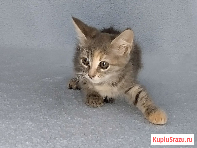 Ласковая крошка-котенок Тучка в добрые руки Москва - изображение 3