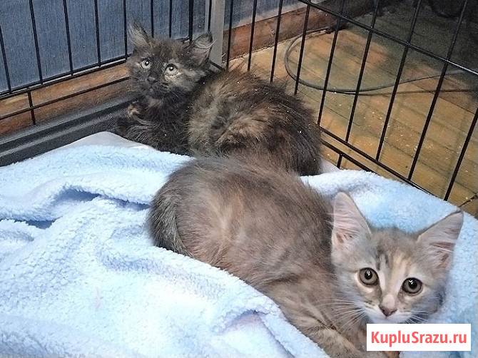 Ласковая крошка-котенок Тучка в добрые руки Москва - изображение 2