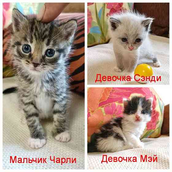 Крошечки-котята, мальчик и девочки ищут дом Москва