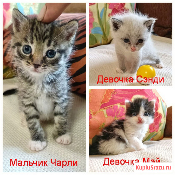 Крошечки-котята, мальчик и девочки ищут дом Москва - изображение 1