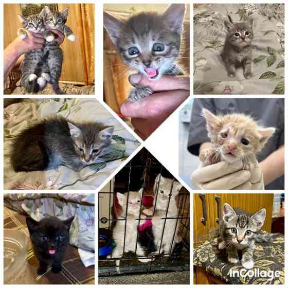 Совсем маленькие котята мальчики и девочки в добрые руки Москва