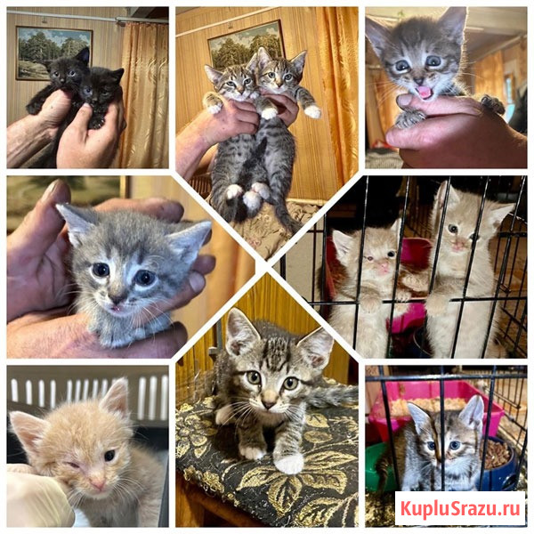 Совсем маленькие котята мальчики и девочки в добрые руки Москва - изображение 1