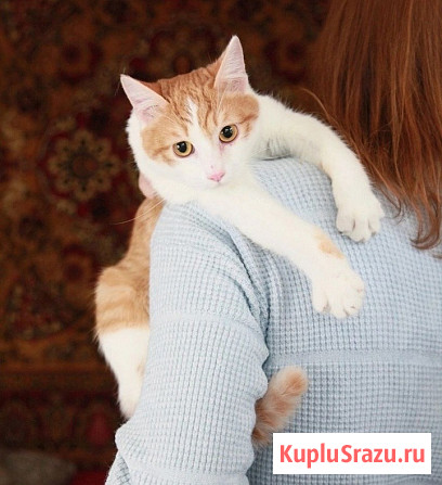 Персиковый красавец Метти, молодой домашний котик в добрые руки Москва - изображение 1