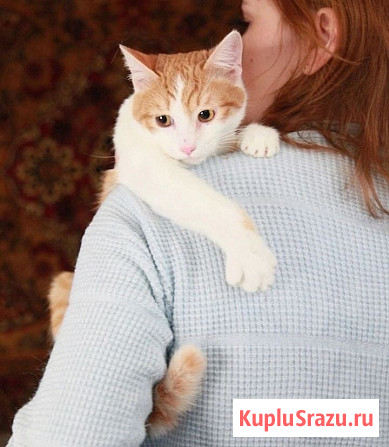 Персиковый красавец Метти, молодой домашний котик в добрые руки Москва - изображение 4