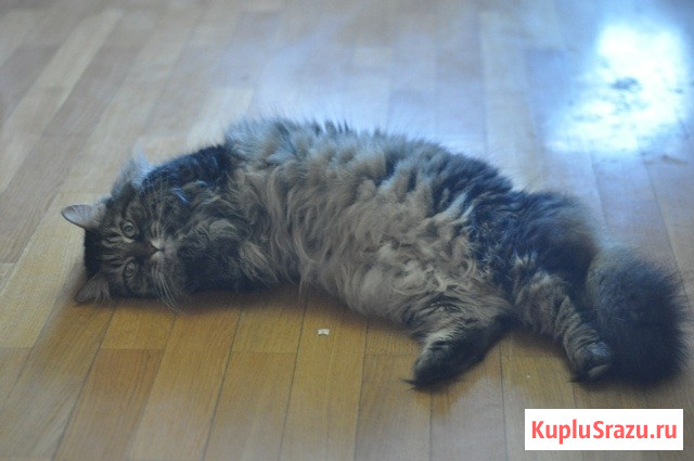 Умнейший котик мейн-кун Боня, любимец умершей хозяйки ищет дом Москва - изображение 4