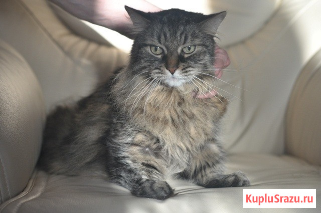 Умнейший котик мейн-кун Боня, любимец умершей хозяйки ищет дом Москва - изображение 1