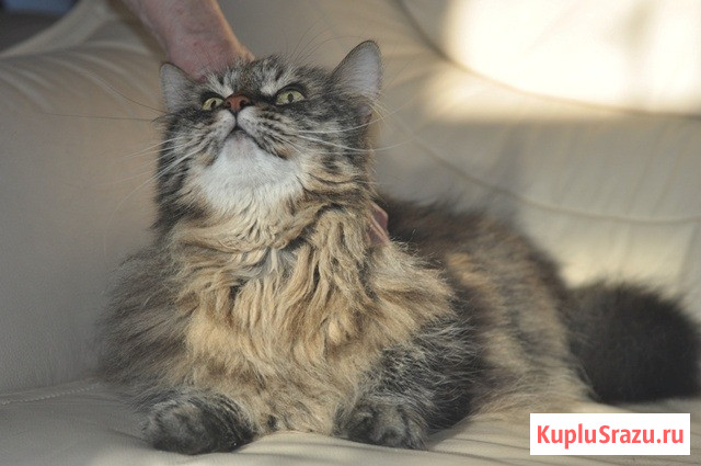 Умнейший котик мейн-кун Боня, любимец умершей хозяйки ищет дом Москва - изображение 3